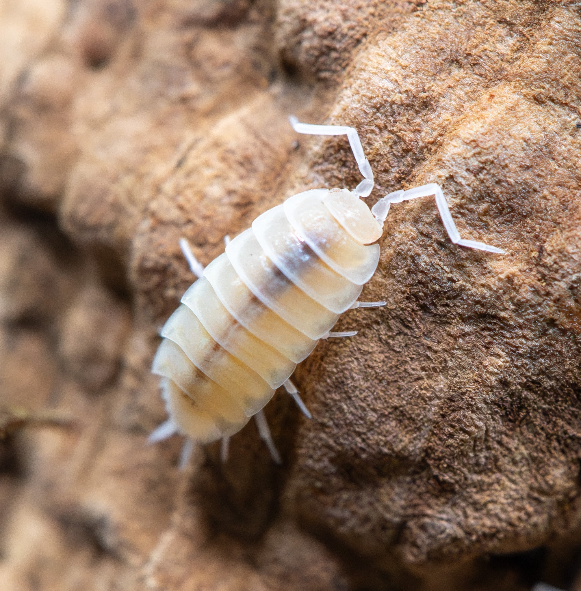 A creamy white isopod with faint grey shading and white legs on pale crumbly brown bark.