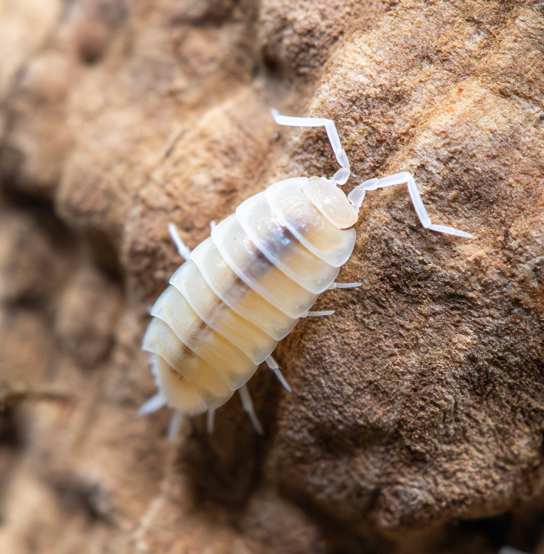fully whitey cream bug with blight black spine