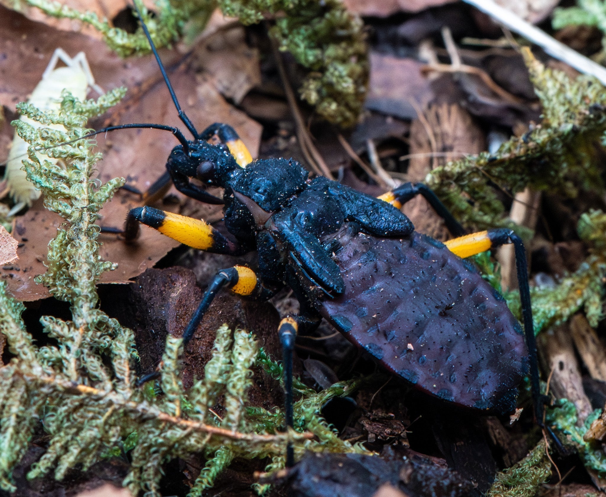 Platymeris biguttatus, a large African reduviid with black and yellow banded legs