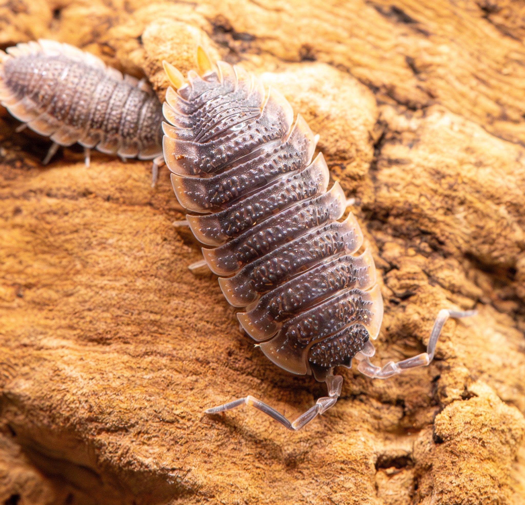 isopod with raised spots allover, lots of lined segmetnts dark body with yellowy orange edges and long antenna