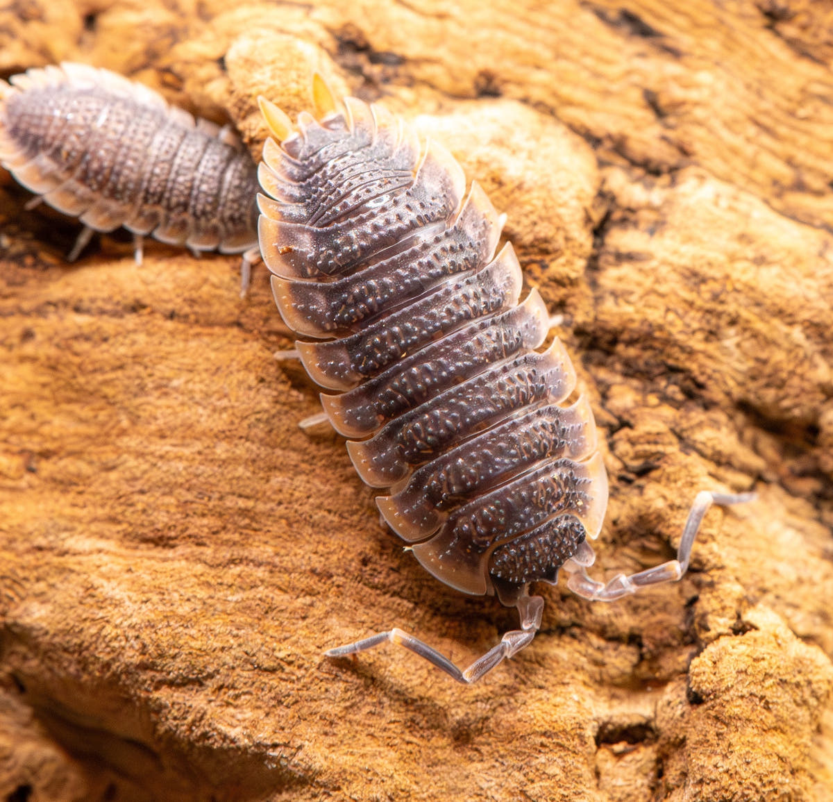 isopod with raised spots allover, lots of lined segmetnts dark body with yellowy orange edges and long antenna