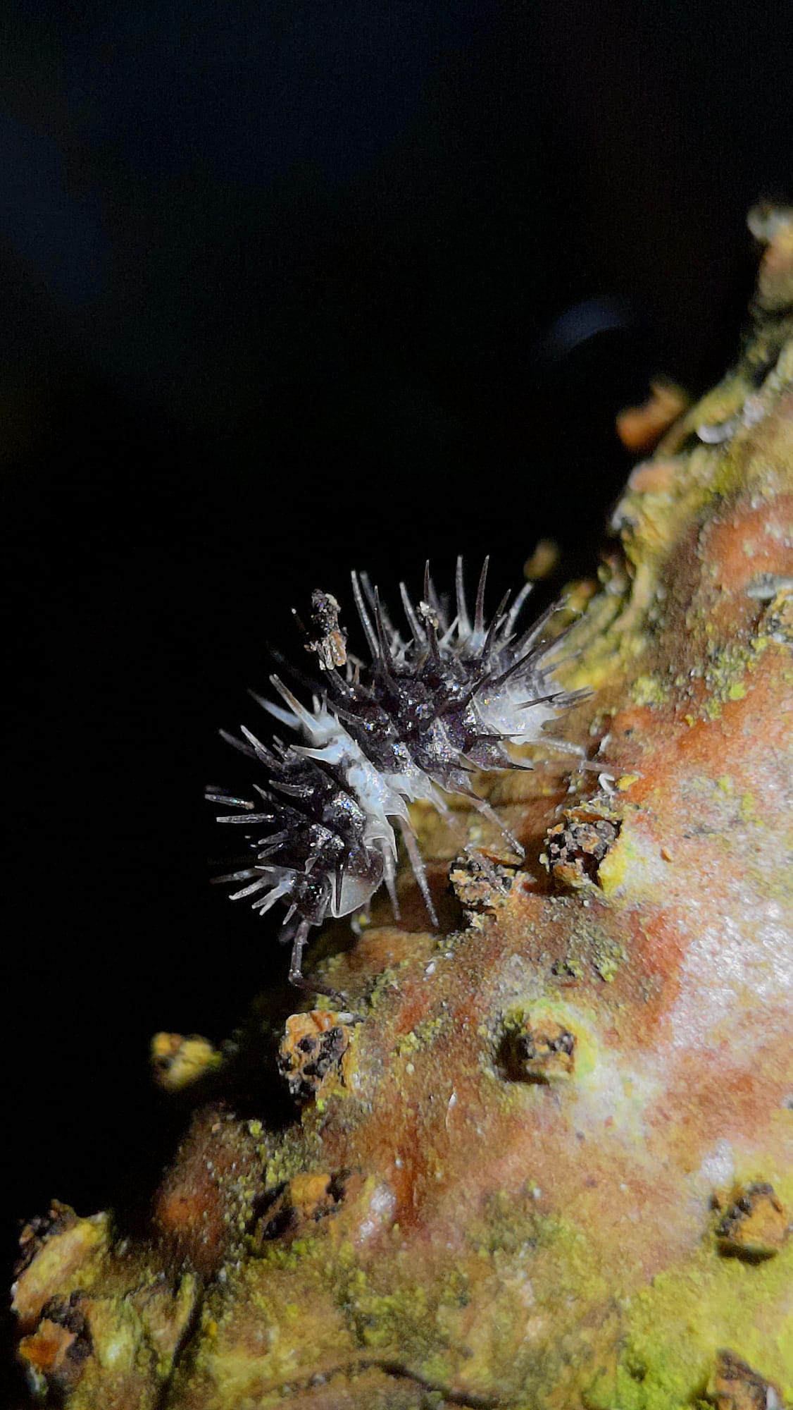 Why Did My Isopod Colony Crash? Complete Troubleshooting Guide - Isopods For Sale UK | PostPods