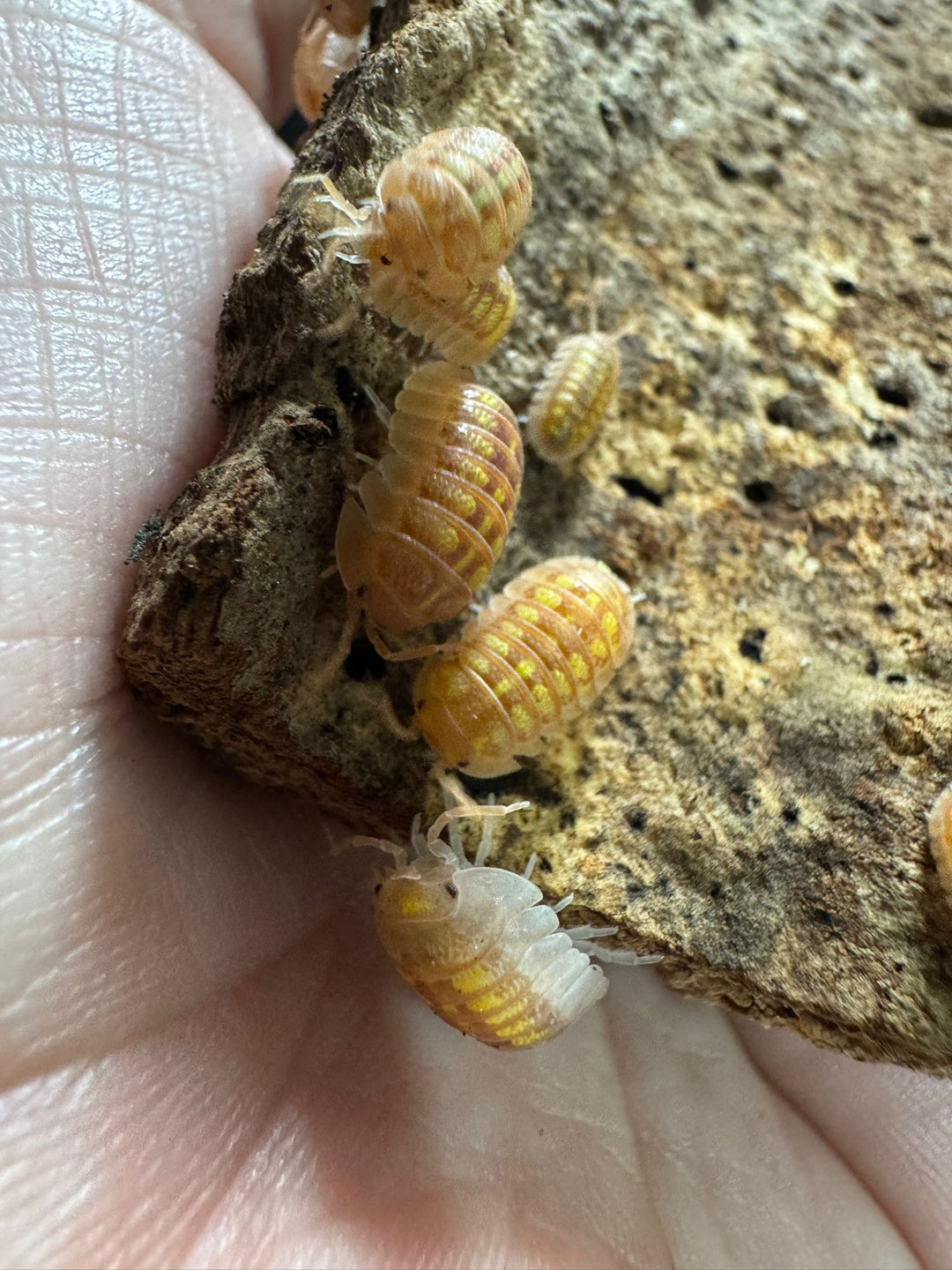 Why Is It Crucial To Mimic The Perfect Habitat For Your Pet Isopod? - Isopods For Sale UK | PostPods