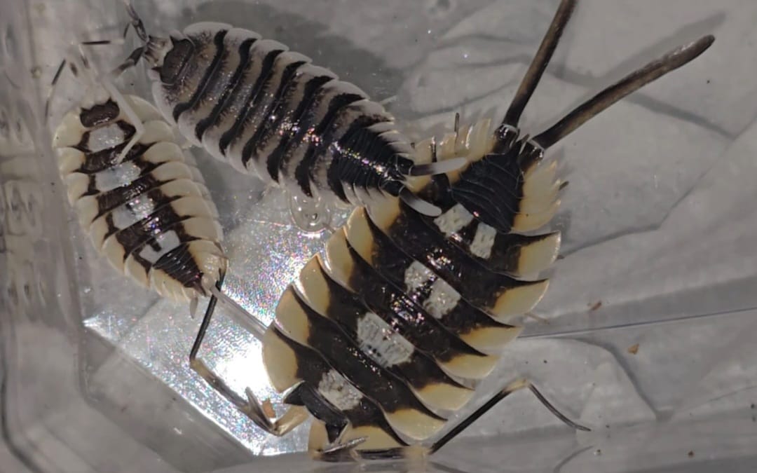 Why Isopod colonies Crash - Isopods For Sale UK | PostPods