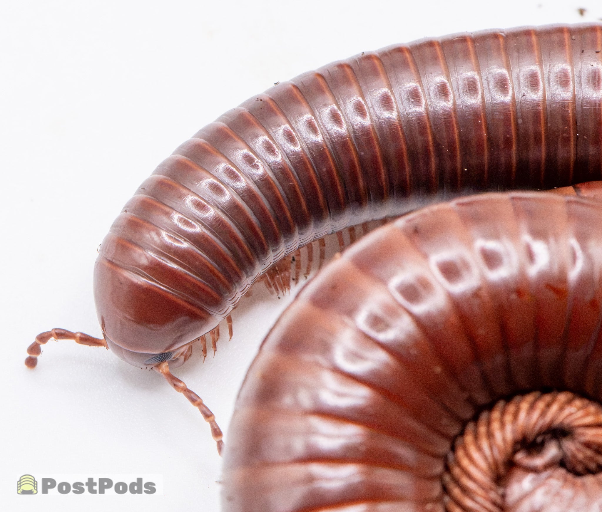 Why Won't My Millipedes Breed? - PostPods