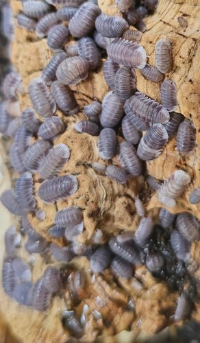 A dense cluster of small grey-lilac isopods covering a ridge of tan cork bark.