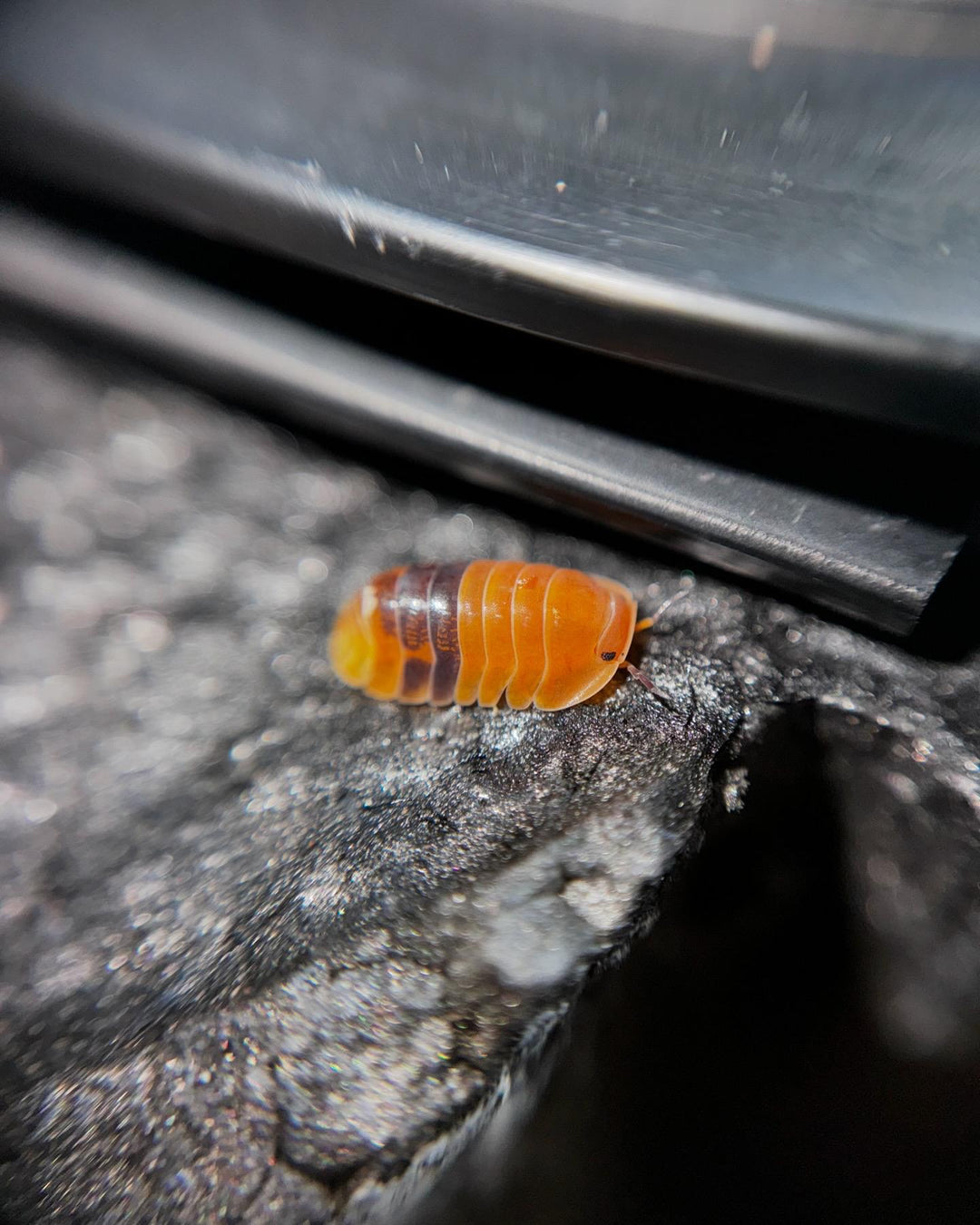 Wigan Show Pricelist - Isopods For Sale UK | PostPods