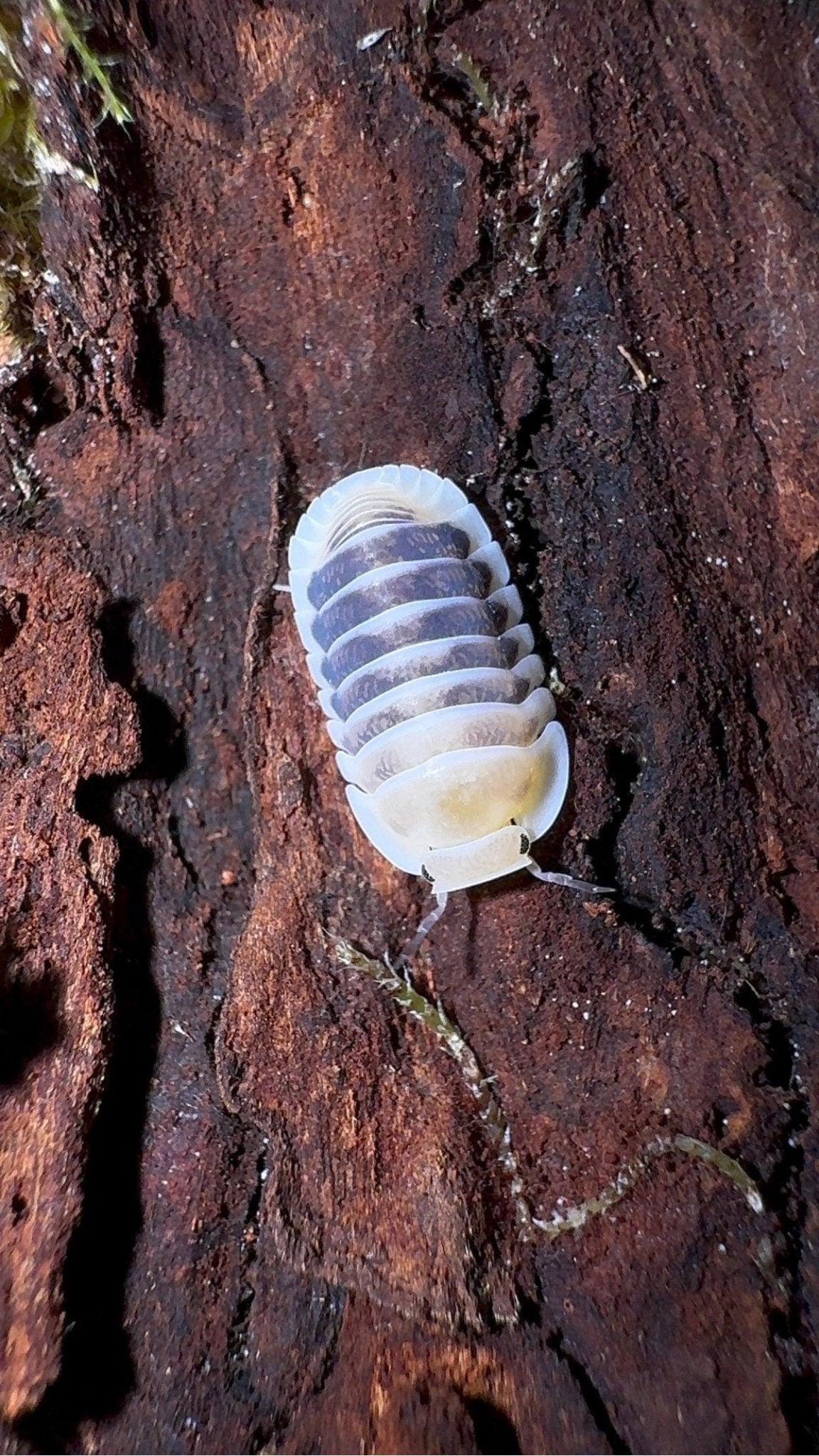 A single isopod with a dark mottled back, cream margins and a pale yellow head end, on damp reddish-brown bark.