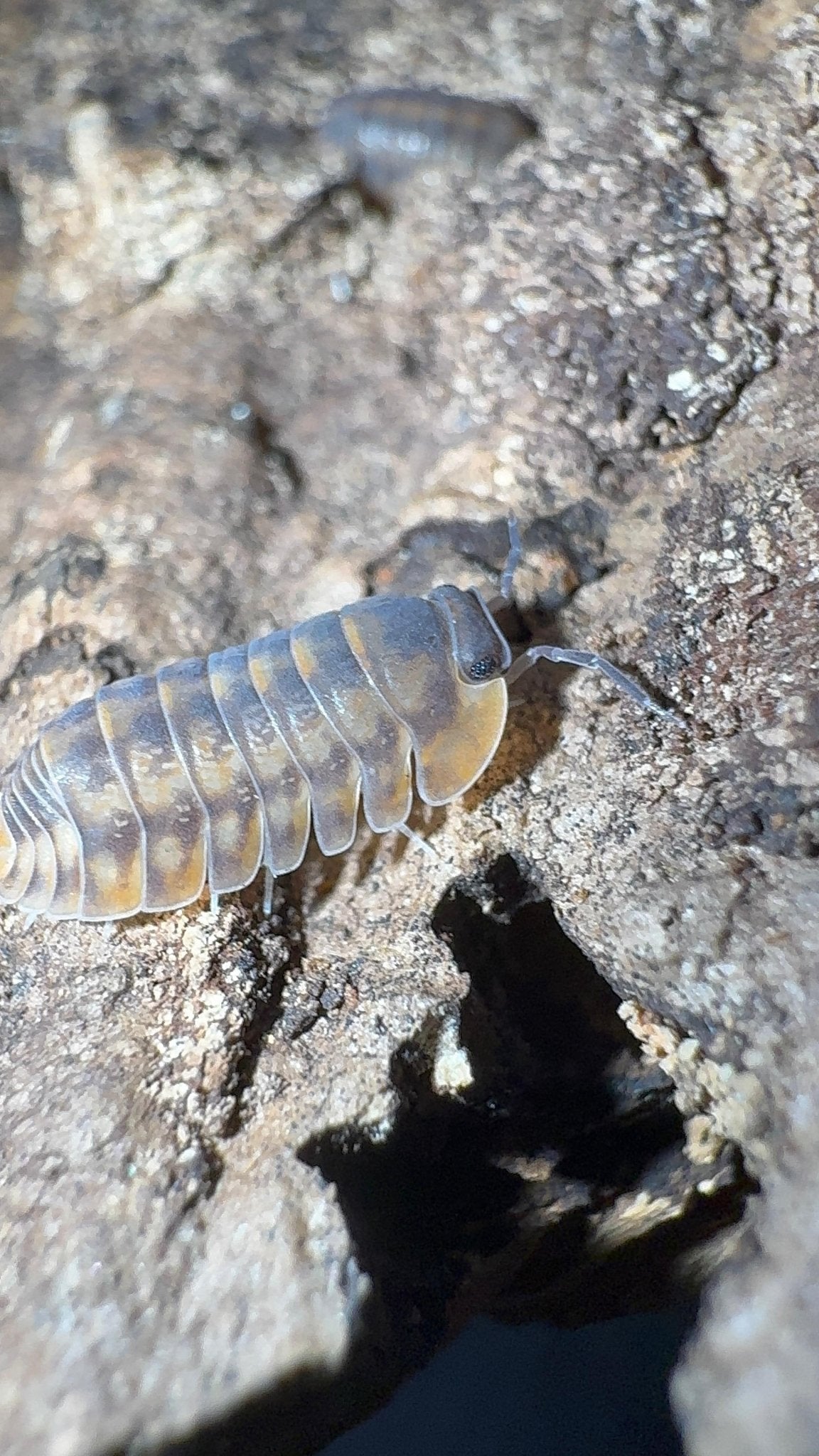A grey isopod flecked with orange on pale crumbling bark, a second one blurred above it.