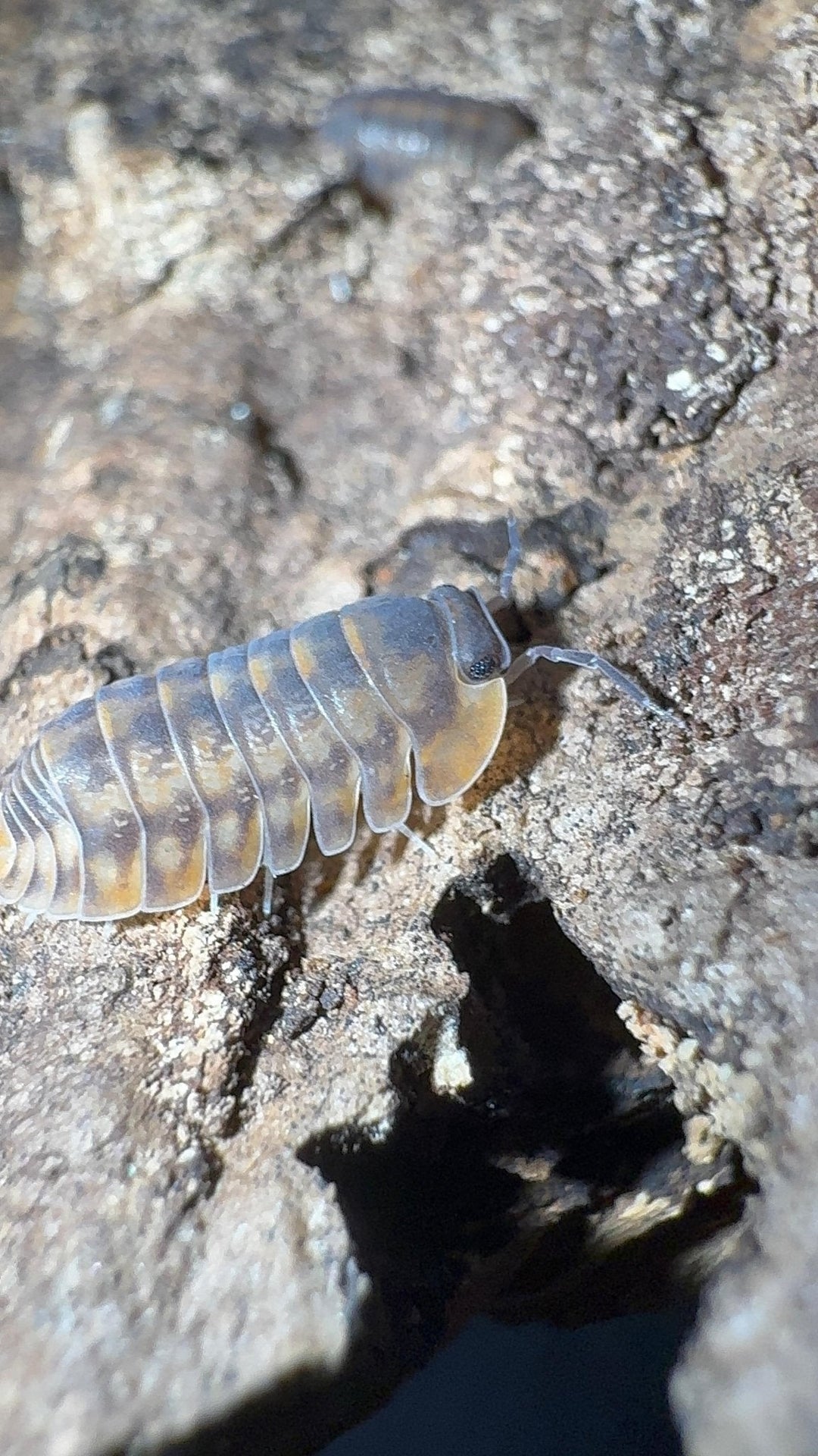 Woodlouse Classification: Types, Characteristics, and Categories - Isopods For Sale UK | PostPods