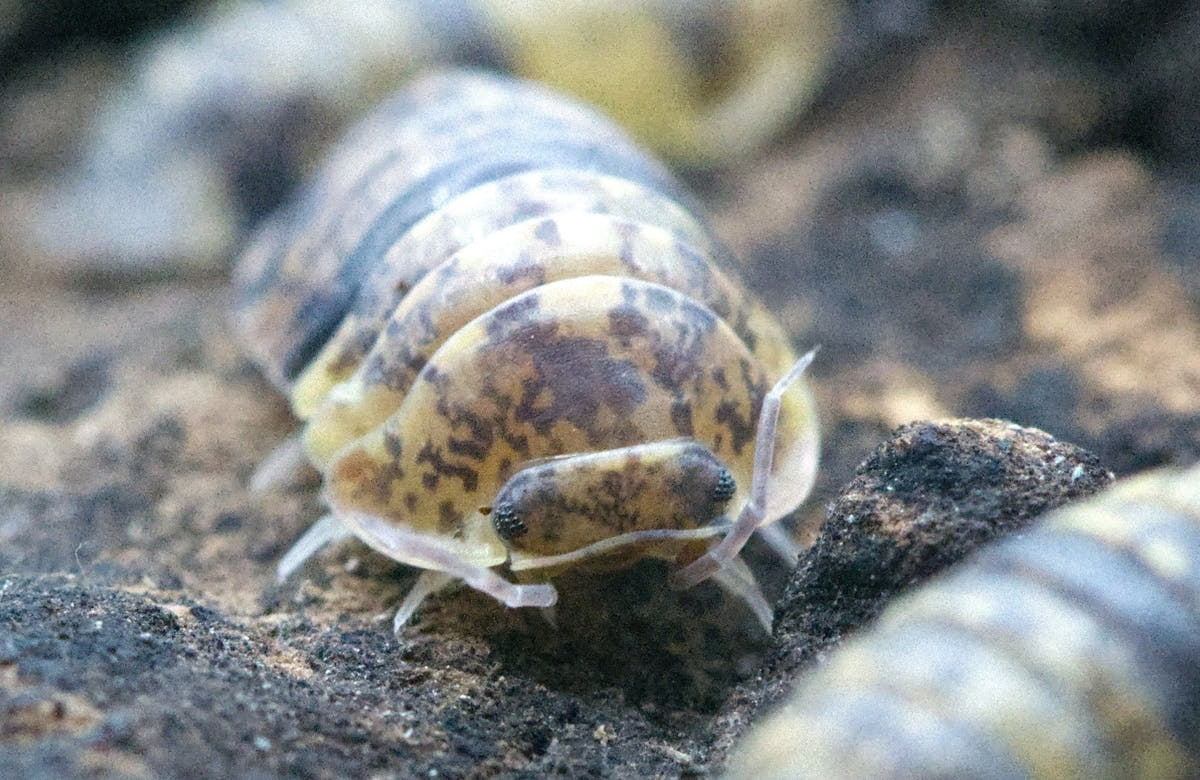 Close view of a yellow-brown isopod speckled with dark flecks, others blurred on either side.
