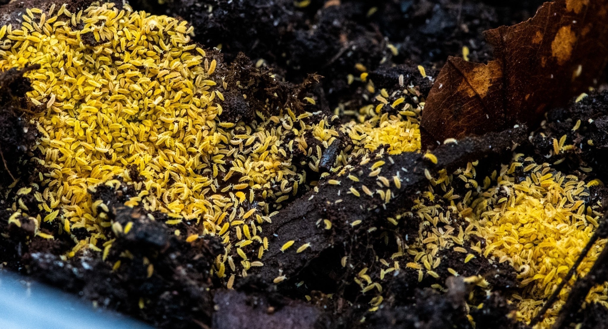 Yellow springtails, the amelanistic Ceratophysella colour form