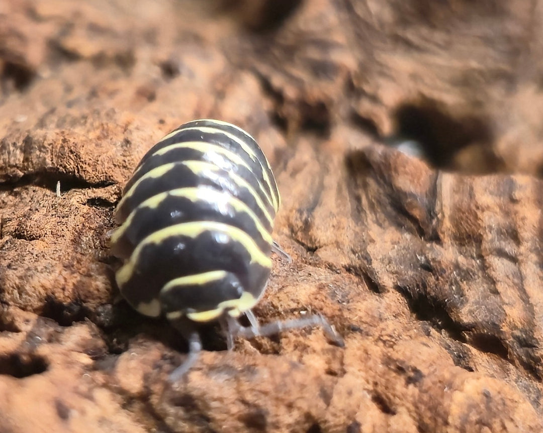 A Yellow Zebra isopod, black with bright yellow bands, on reddish-brown cork bark.