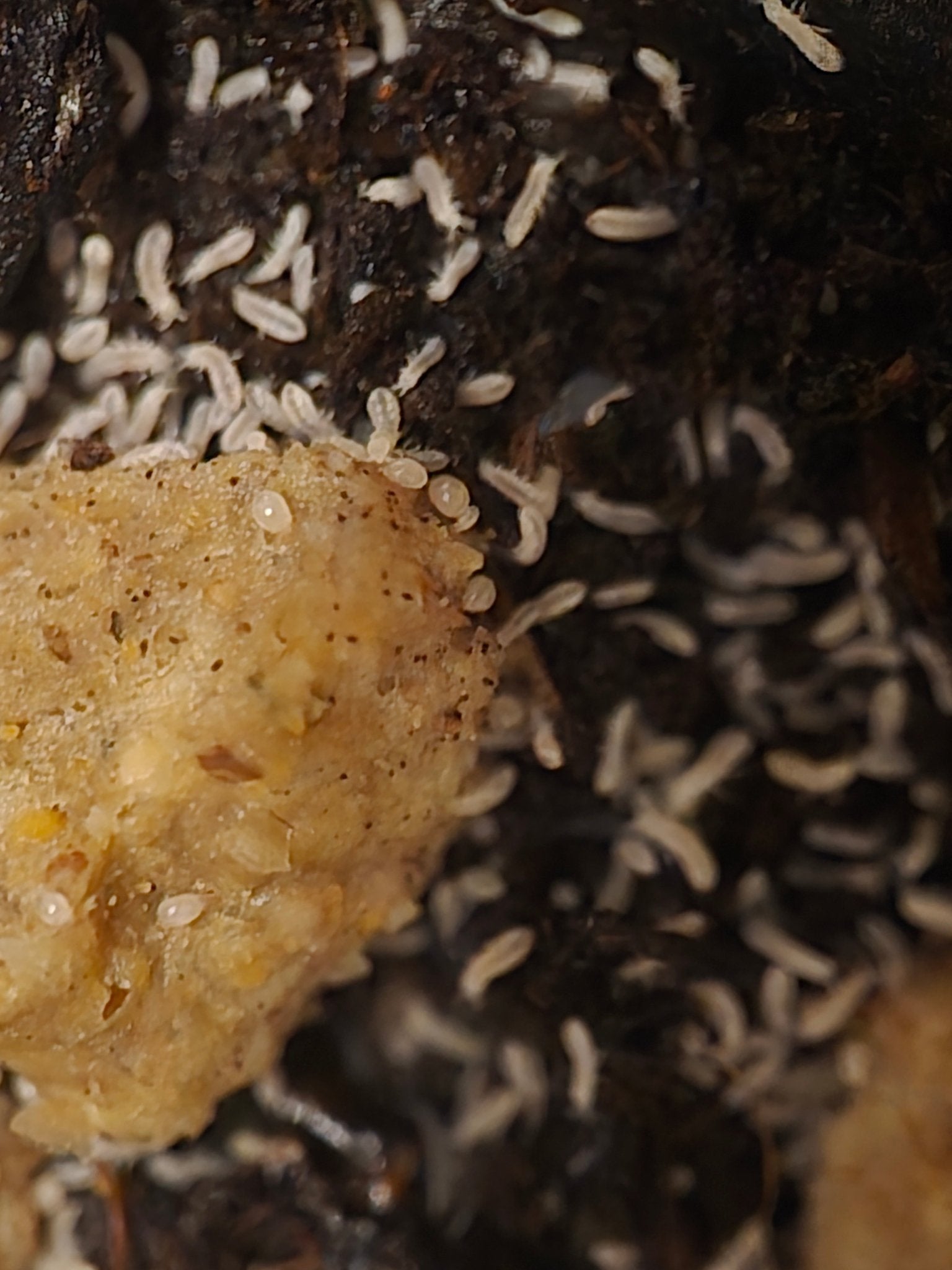Dozens of small cream springtails crowded around a lump of pale yellow food on dark substrate.