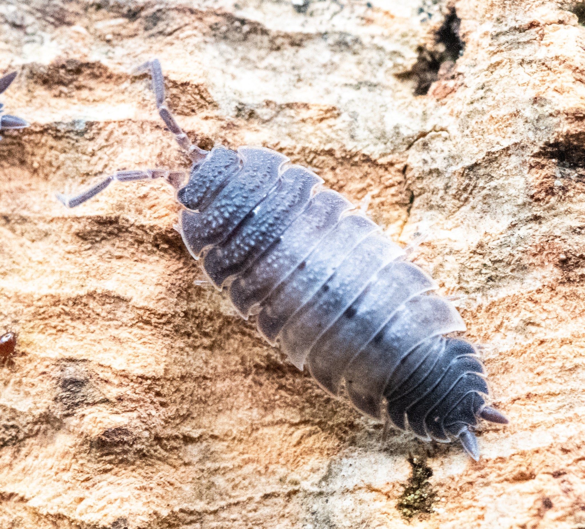 A rough-backed grey Porcellio scaber isopod on pale orange wood, another cut off at left.