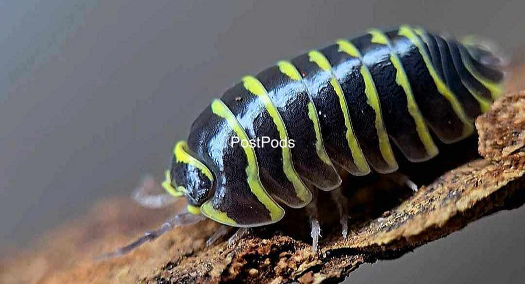 Yellow Zebra Isopods, Armadillidium Maculatum