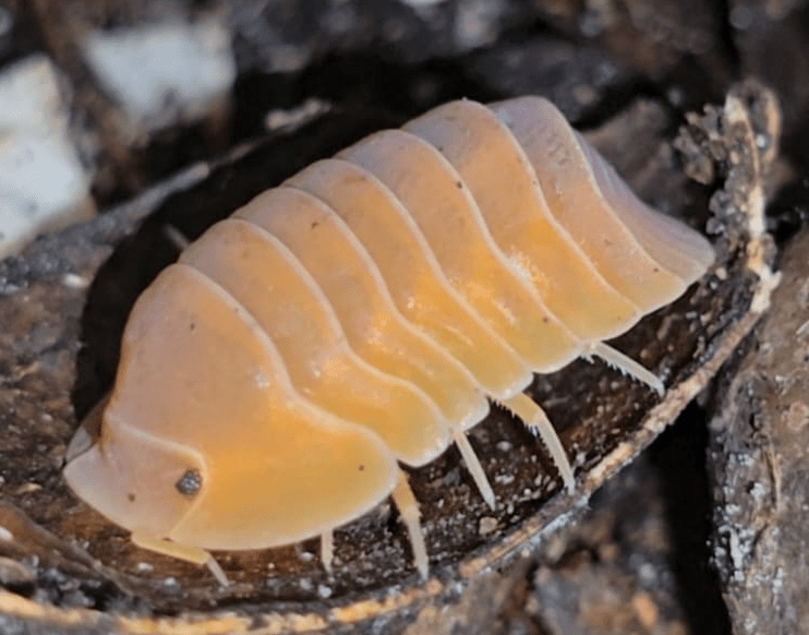 Cubaris Isopods For Sale UK: Rare Morphs | PostPods