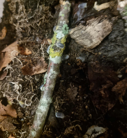 Jupiter isopods on lichen