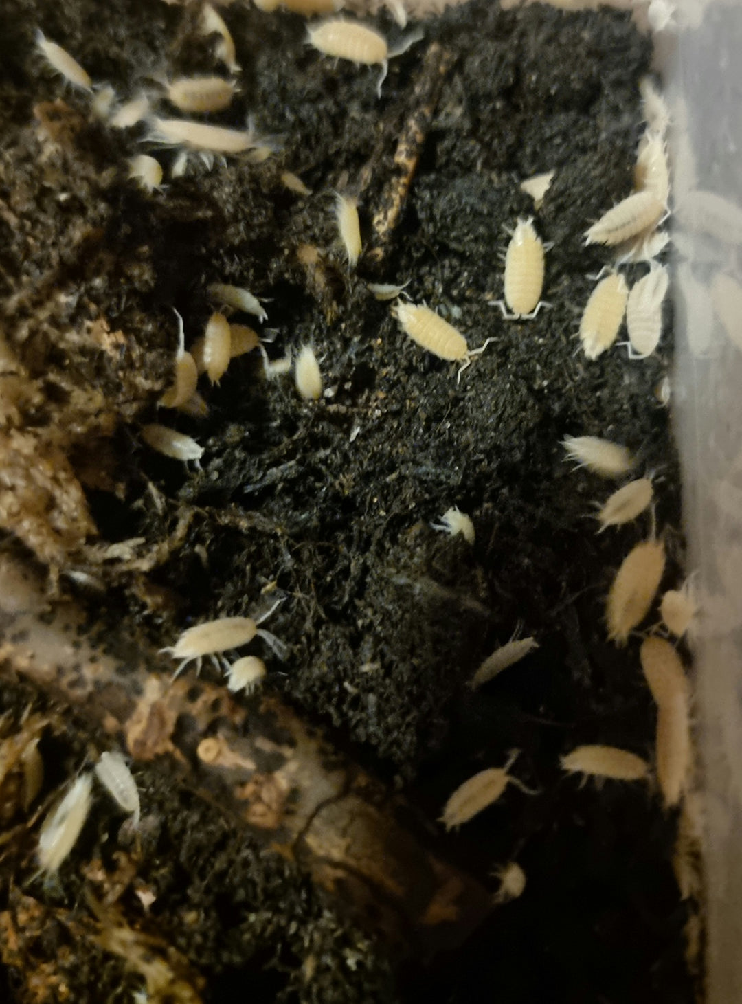 Powder white isopods for sale