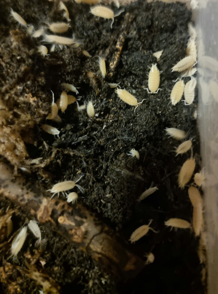 Powder white isopods for sale
