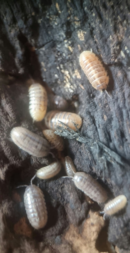 Jelly bean isopods