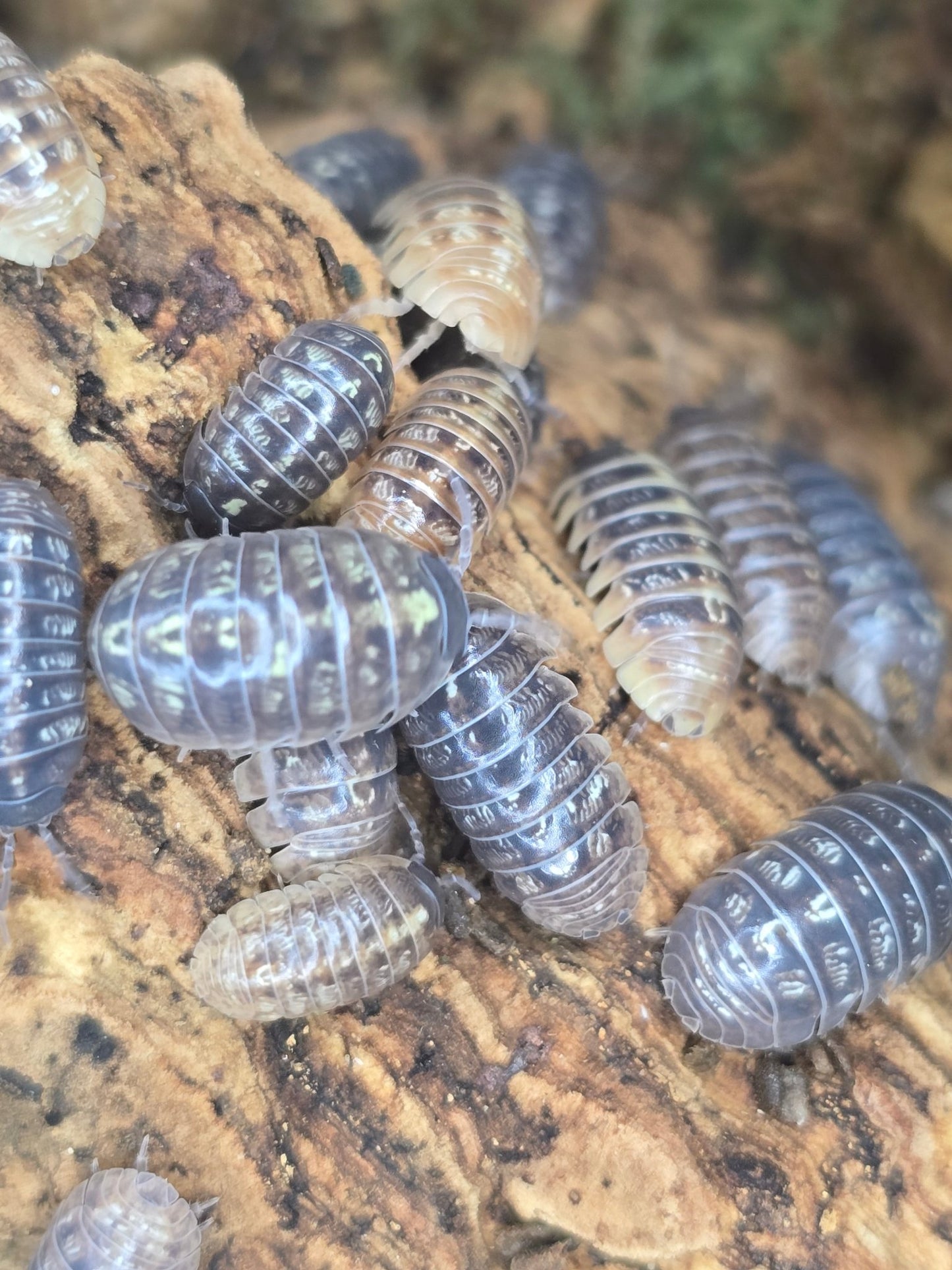 Armadillidium vugare st lucia isopod colony