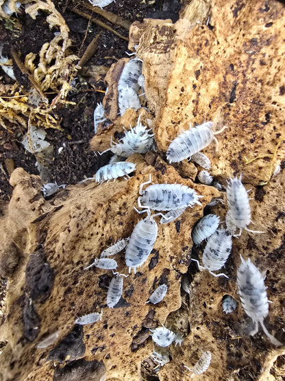 Porcellio scaber moo cow isopod colony