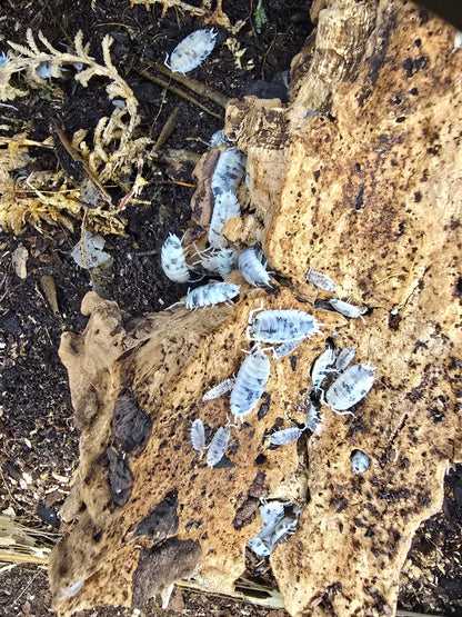 Porcellio scaber moo cow isopod colony