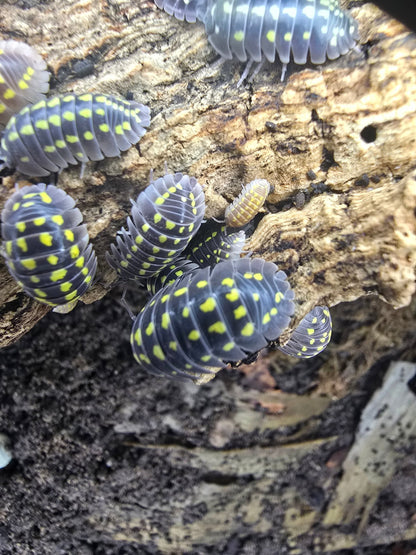 High Yellow Spotted Giant Isopods (Armadillidium Gestroi)