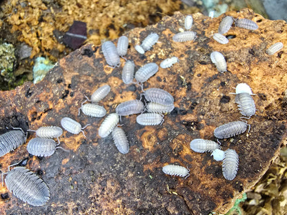 Isopods for sale