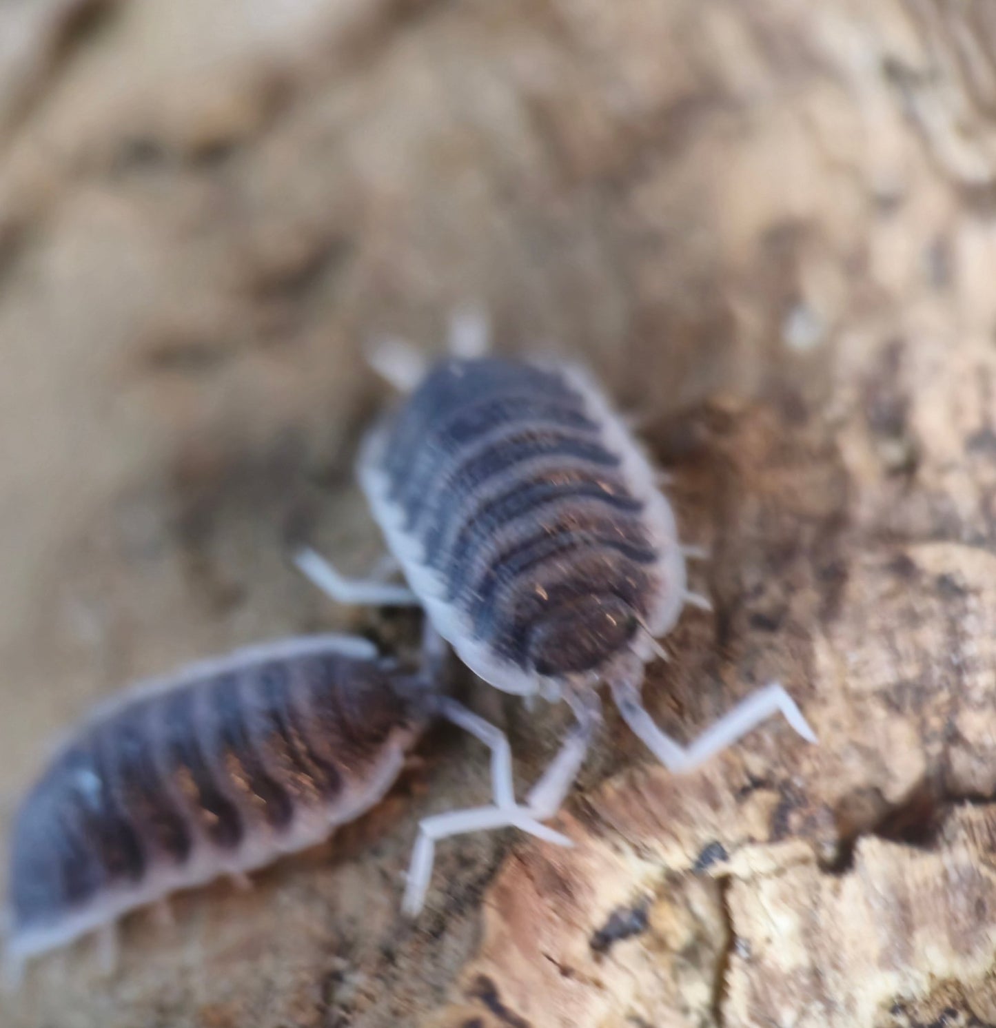 White antenna isopods for sale