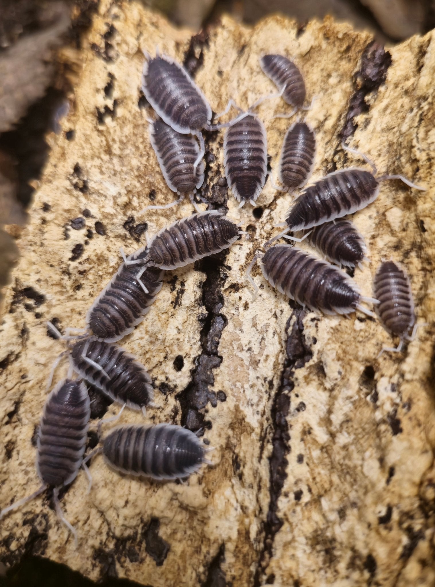 White antenna isopods