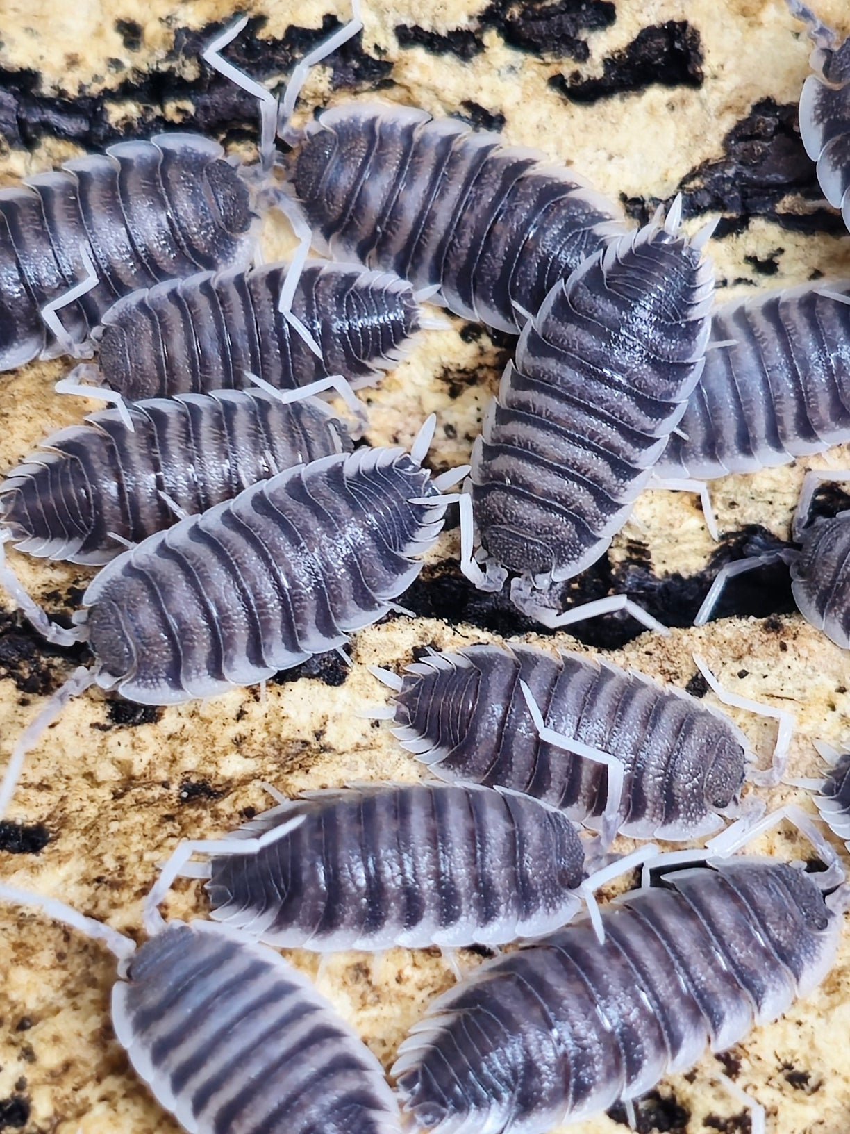 Giant isopods for sale