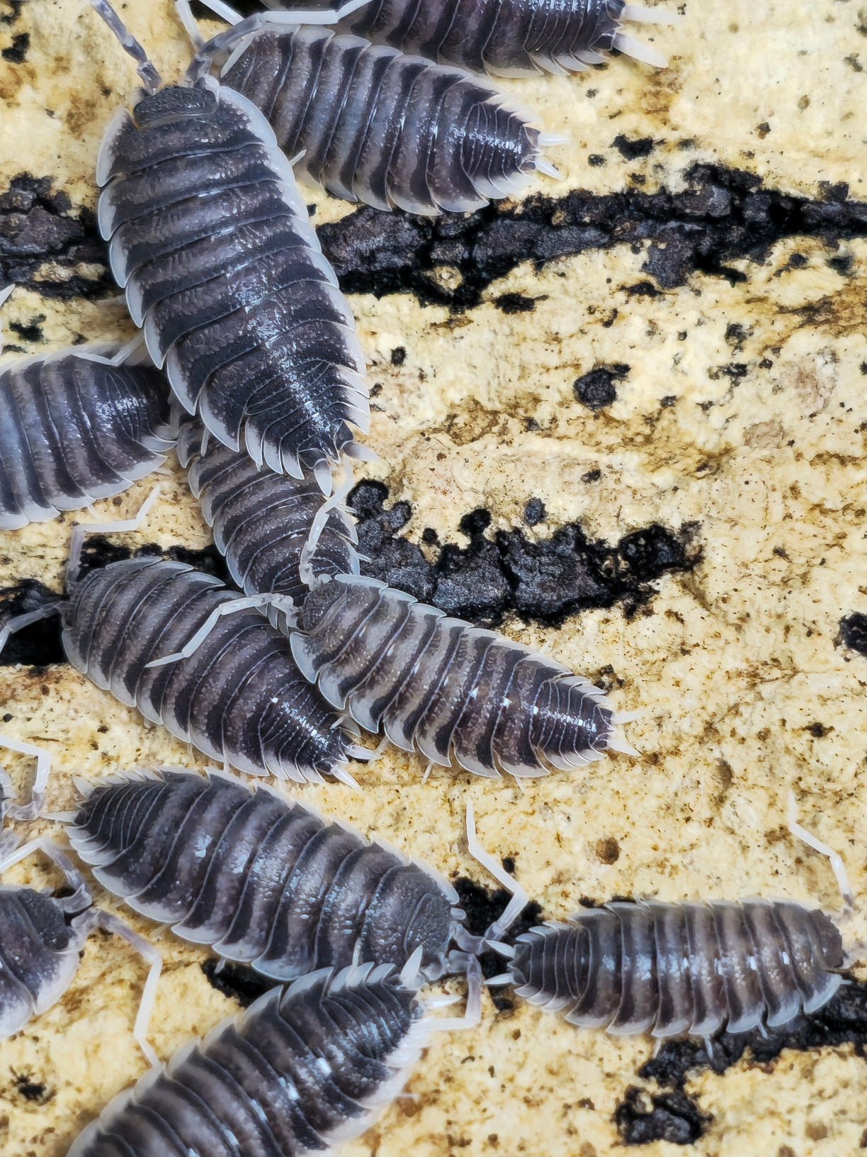 Porcellio hoffmannseggii