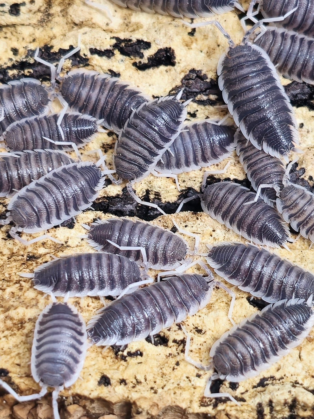 White antenna isopods