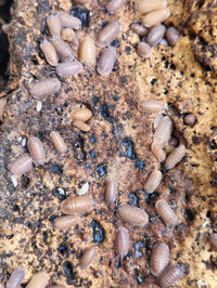 Salmon isopods for sale