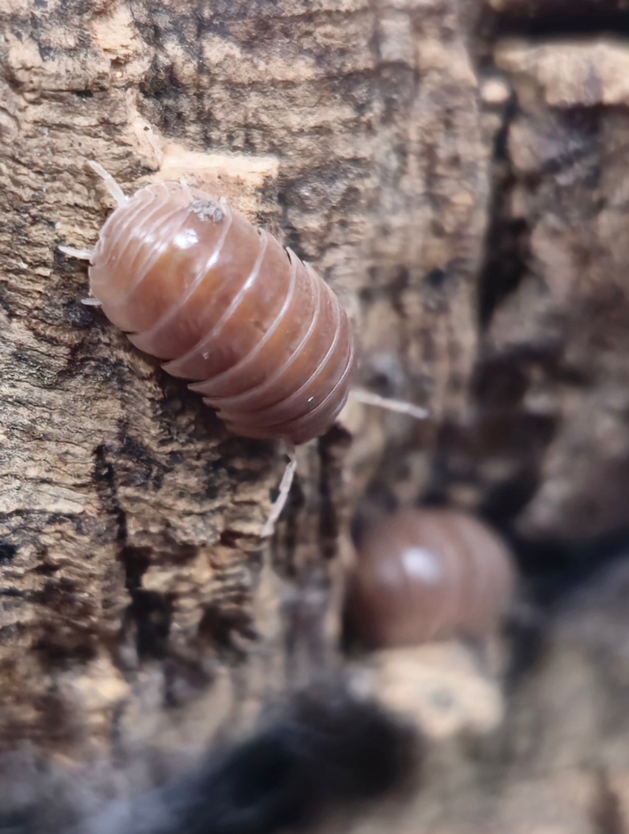 Armadillo Officinalis Red Brick Isopods