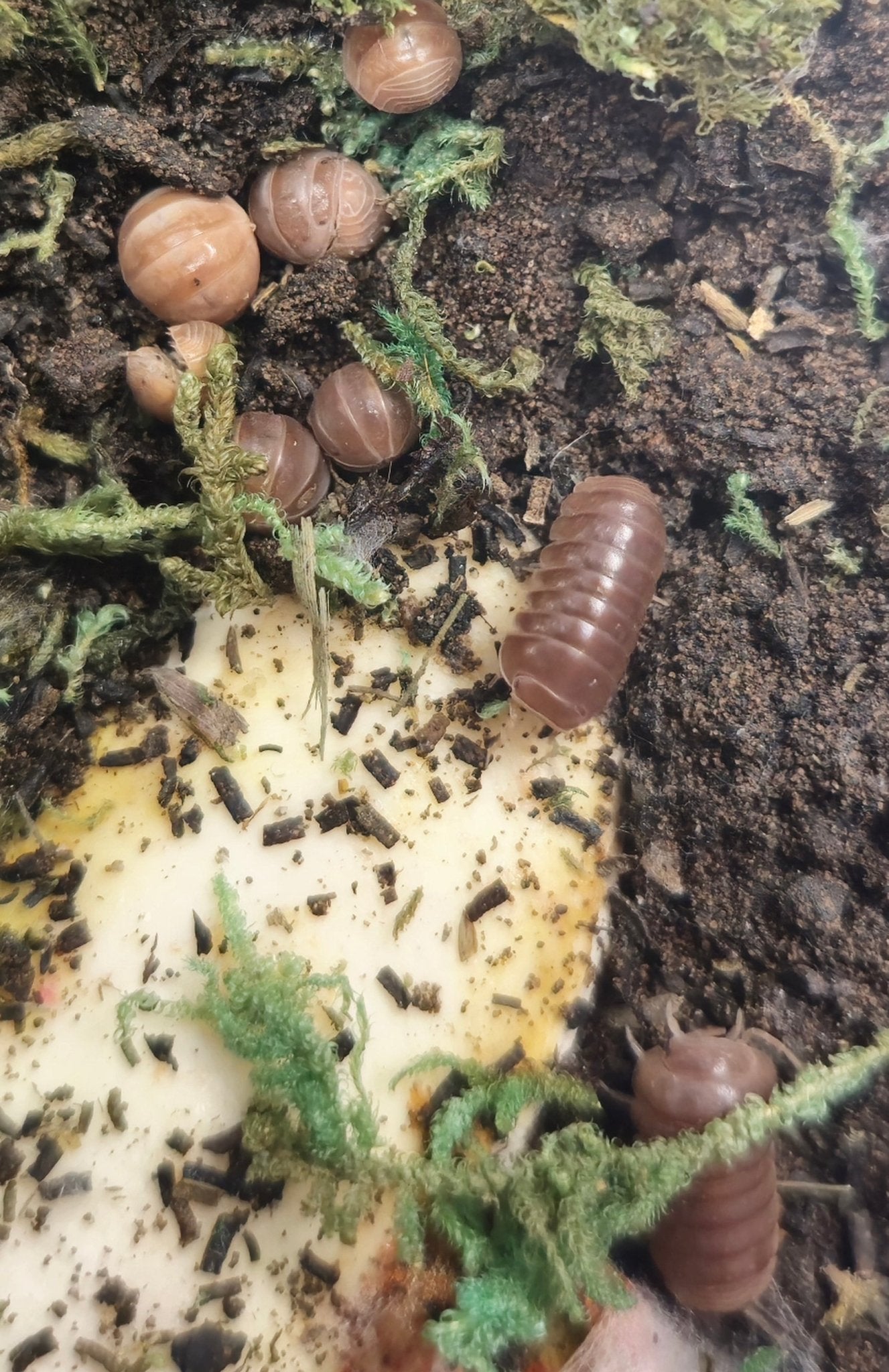 Armadillo Officinalis Red Brick Isopods