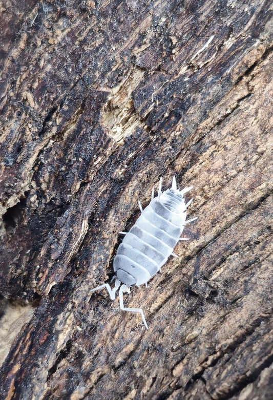 Powder Oreo Crumble Isopods (Porcellionides Pruinosus)