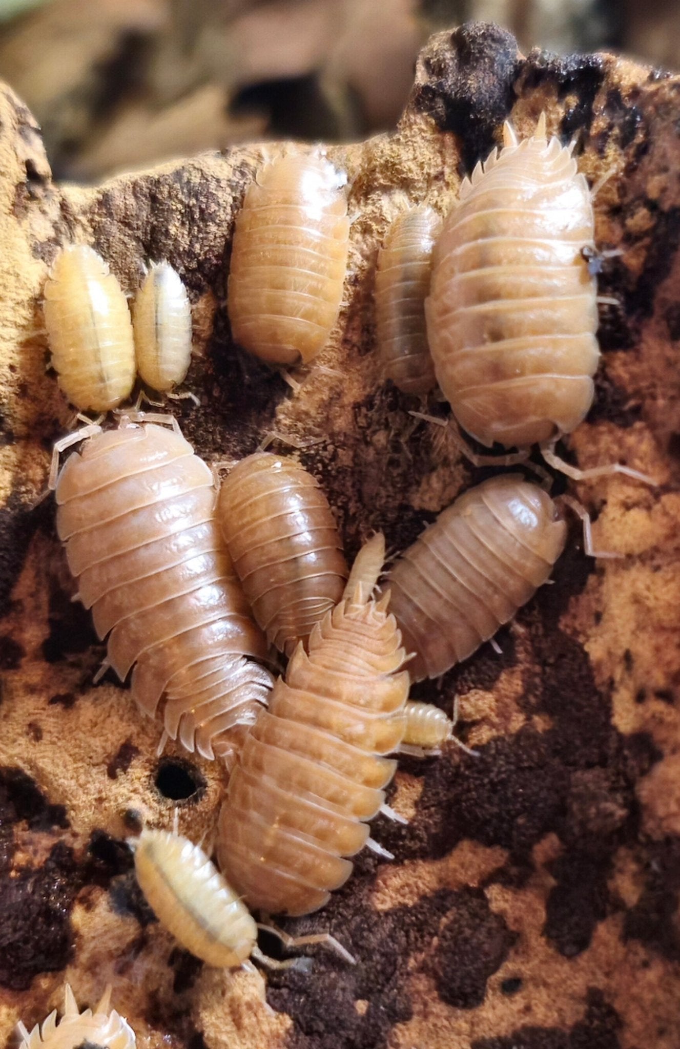 Giant orange isopods