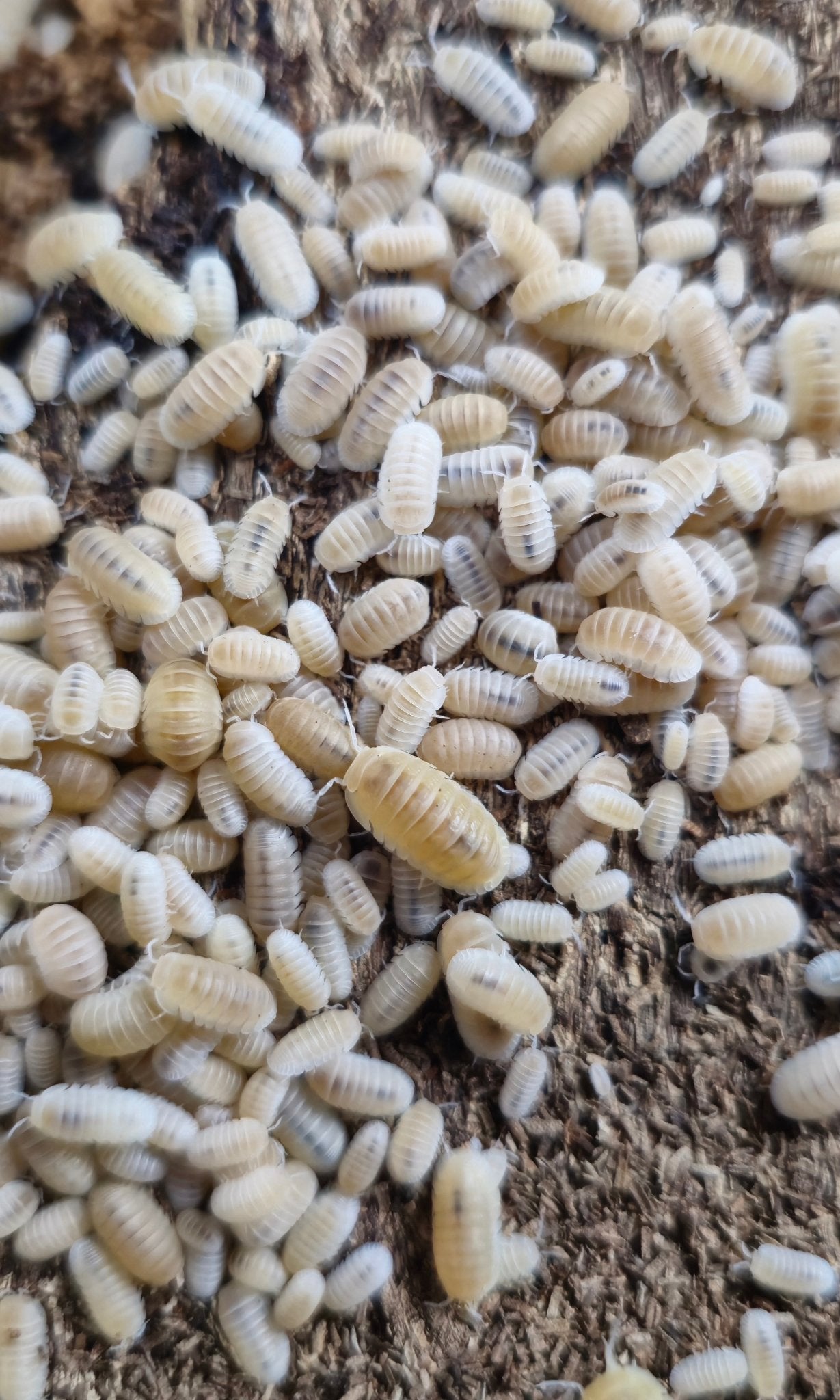 White cubaris marina isopods