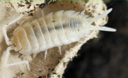 Yetti isopod