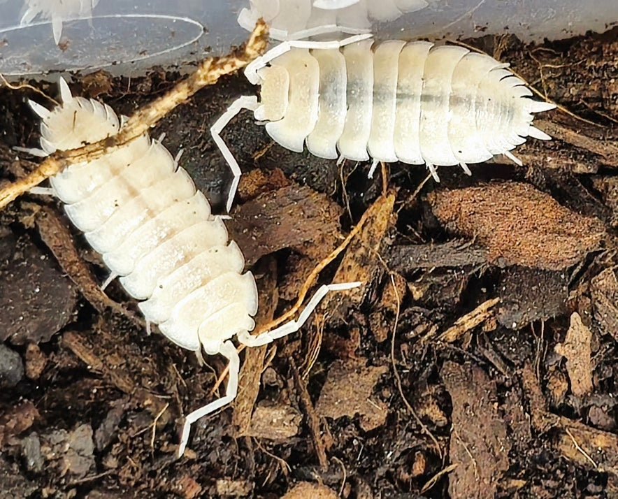 Yeti isopods for sale