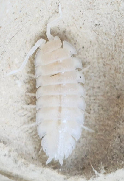 Porcellio hoffmannseggii yeti isopod