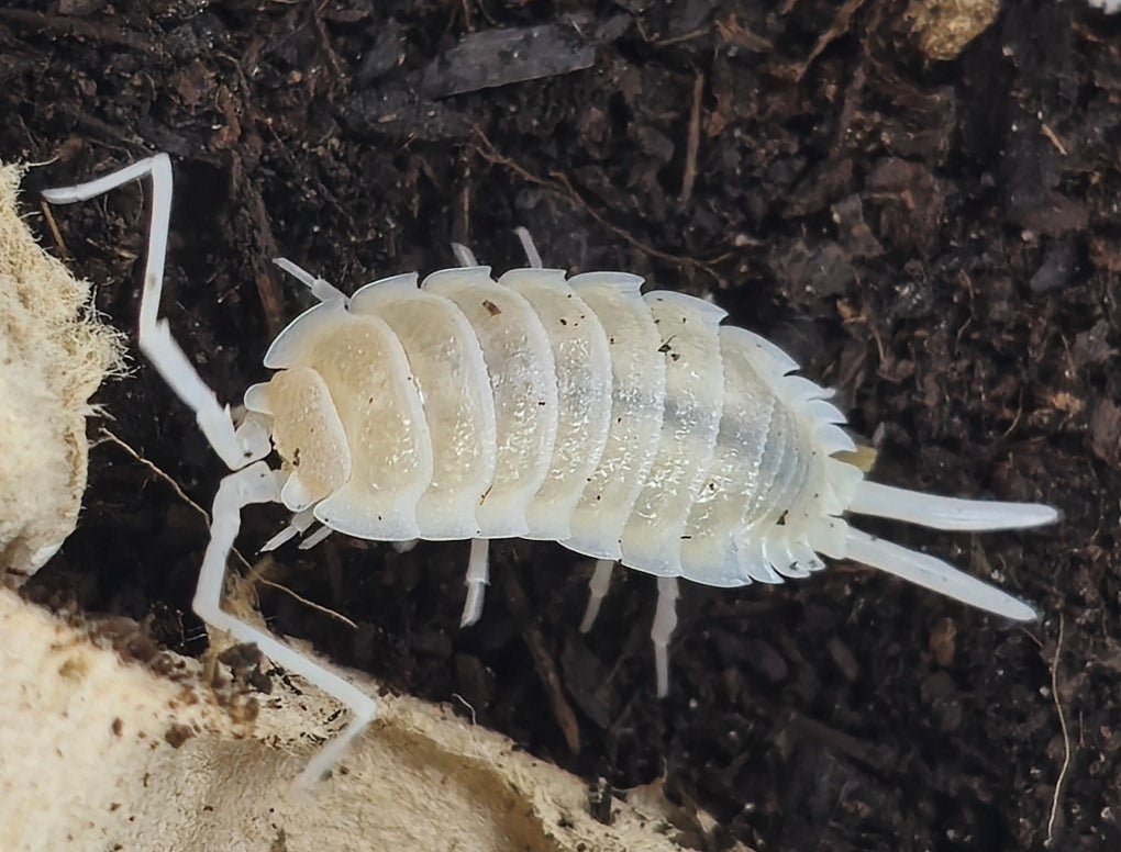 P. Hoff yeti isopod