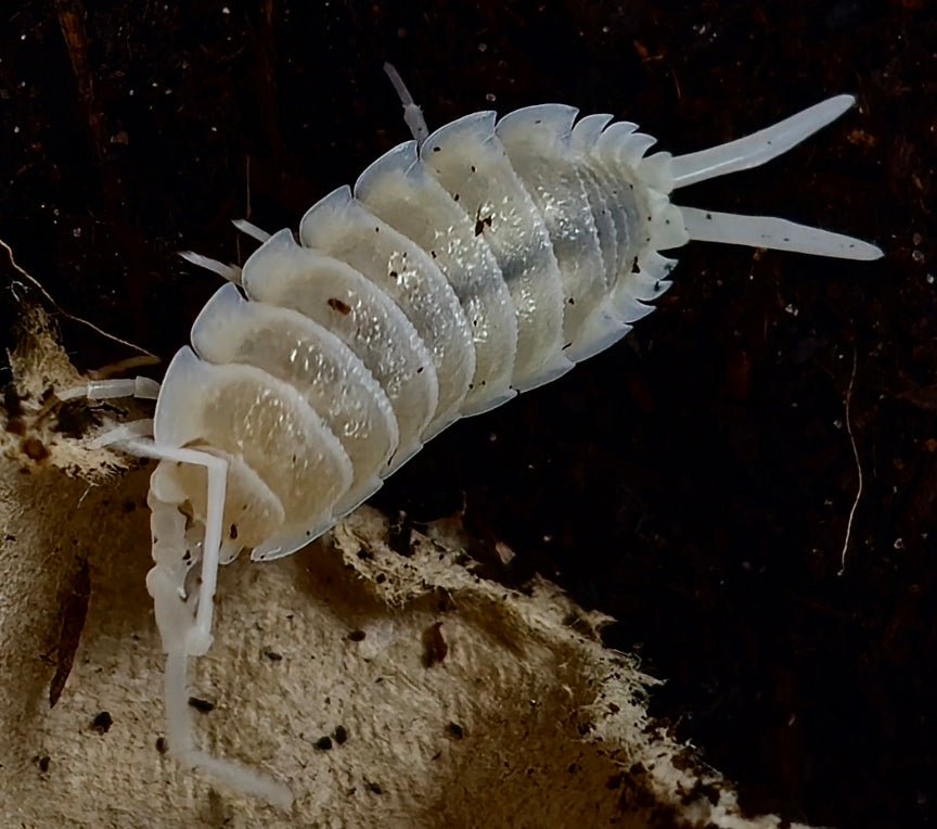 Yeti isopod