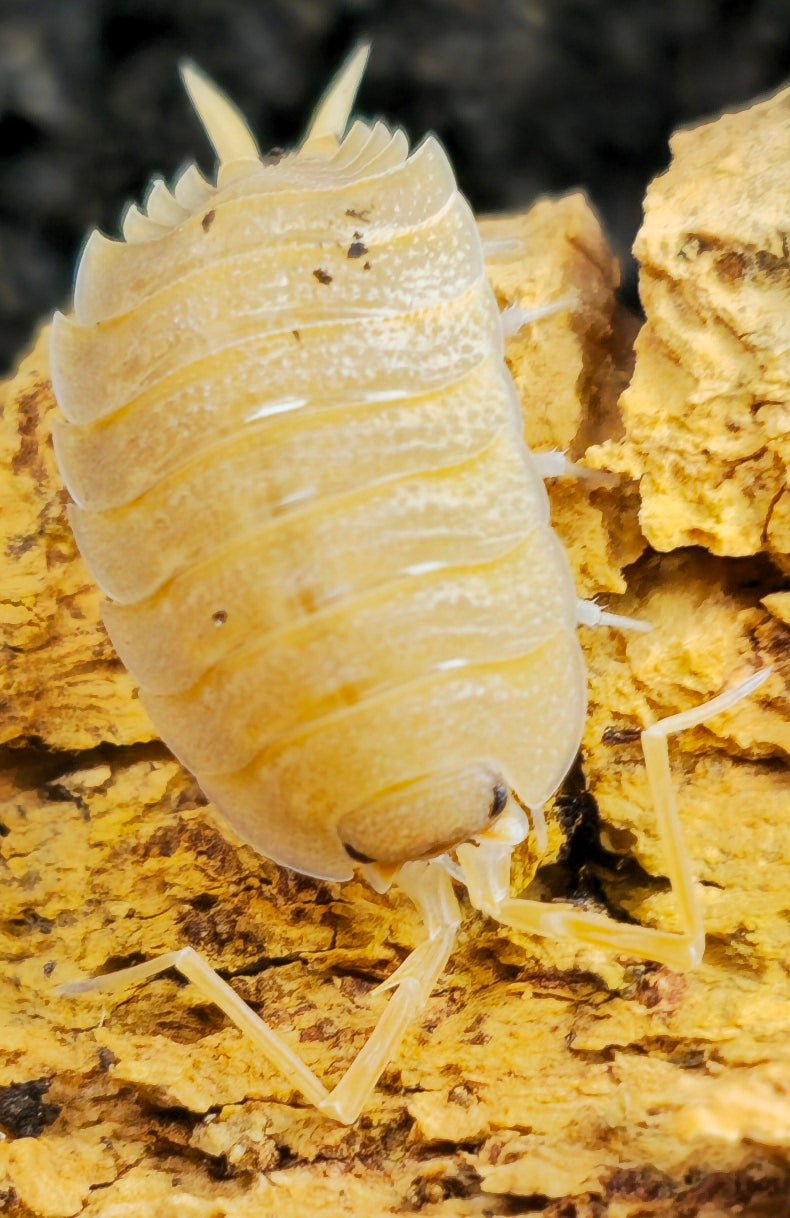 Nicklesi true form isopods