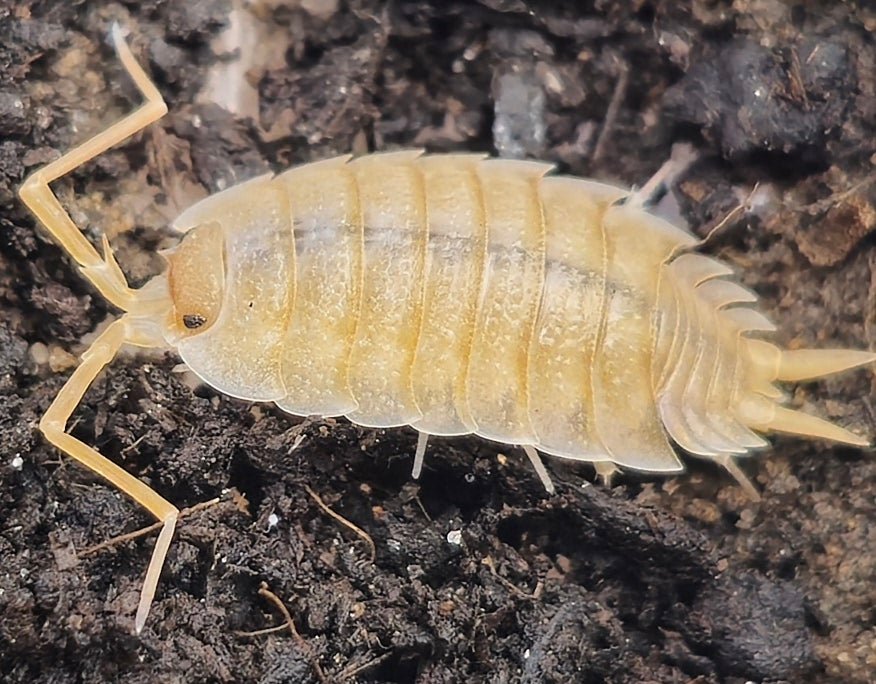 Porcellio nicklei isopod