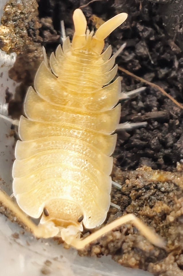 P. Nicklei isopod