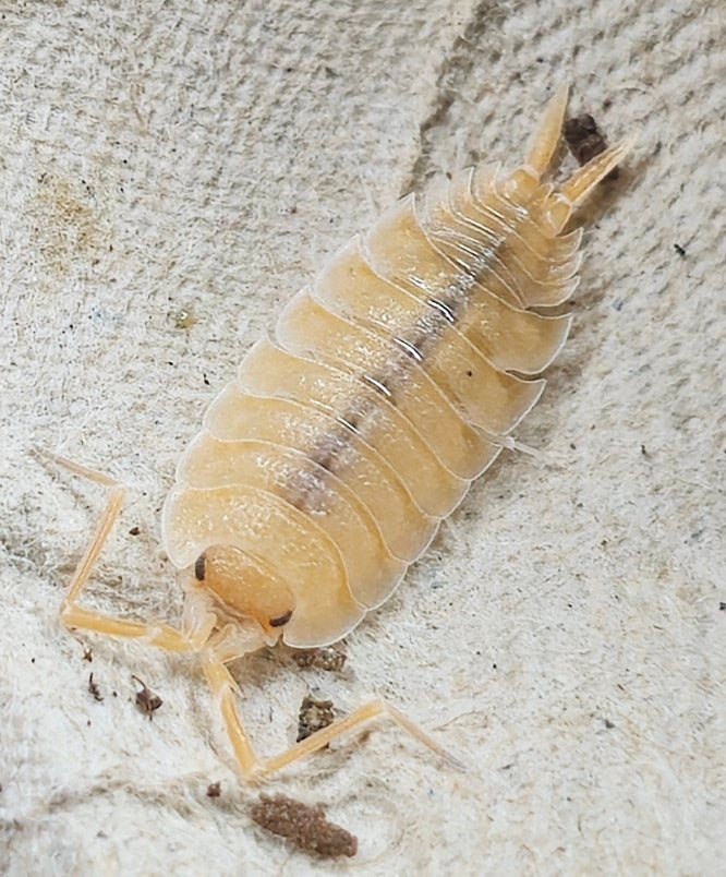 True form isopod for sale